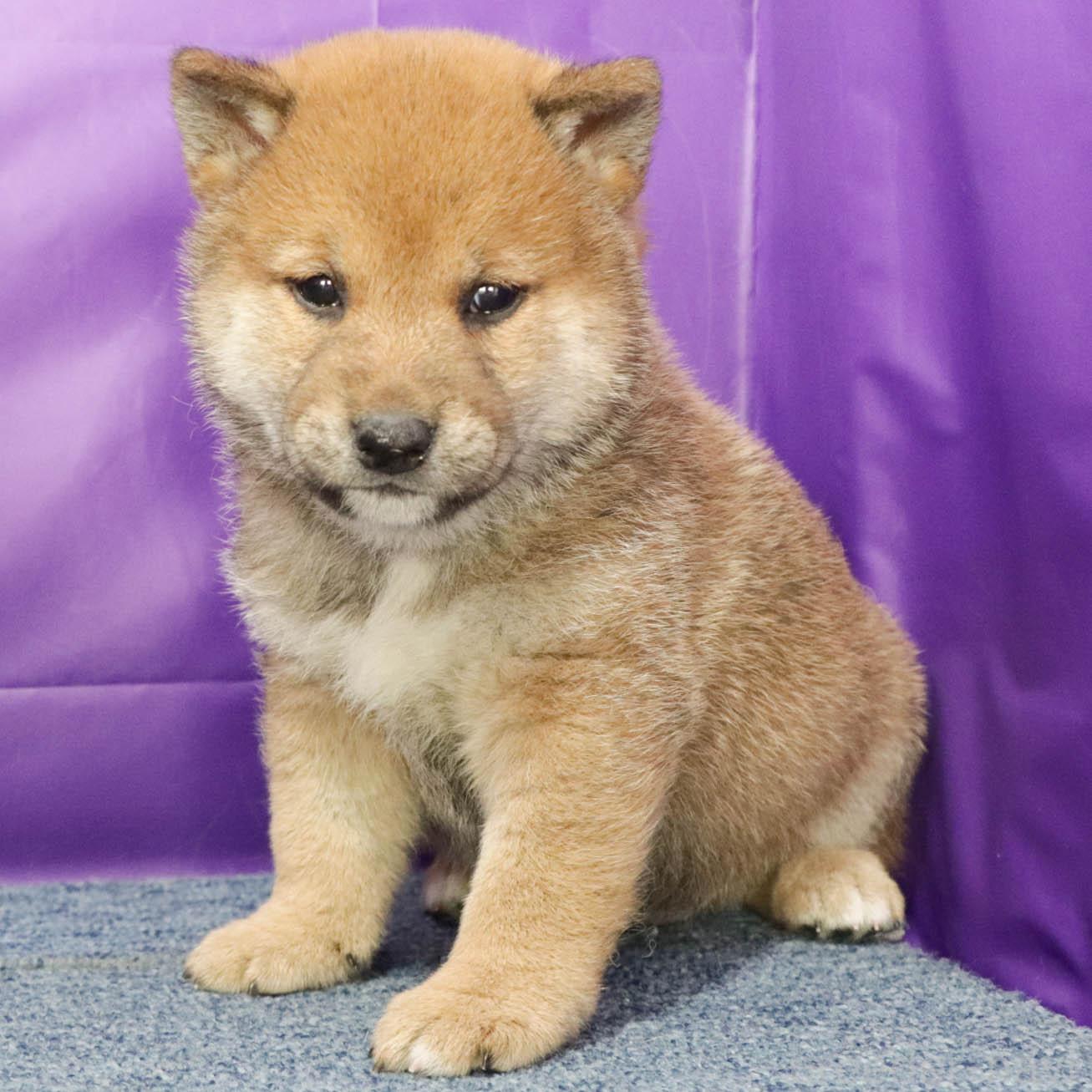 販売中の愛知県の柴犬-388033の3枚目